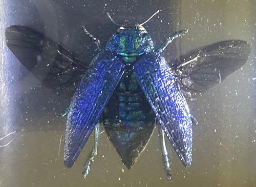 Image of 2.9 inch Real Polybothris Sumptuosa Gemma Blue Jewel Beetle w /Open Wings in Crystal Clear Lucite Resin Specimen Preserved Insect Taxidermy Collection for Biology Science Education Desk Display Supplies