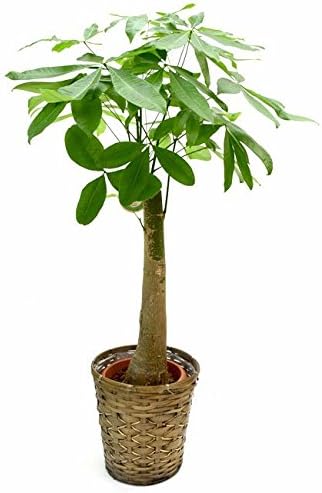 Amazon Co Jp 鉢カバーセット パキラ専門店の良質ストレートパキラ8号お洒落な鉢カバーd 受け皿付 ホーム キッチン