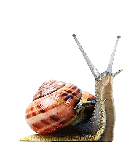 Image of Cardboard People Giant Snail Life Size Cardboard Cutout Standup - Made in USA