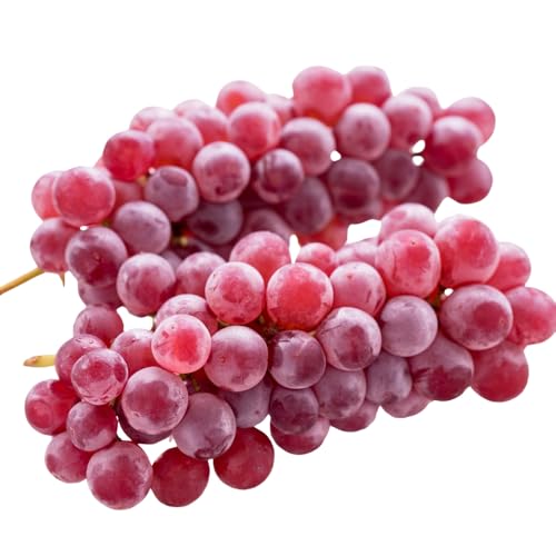 [2026年7月中旬〜順次発送]デラウェア 1.8kg 中村オリジナルぶどう園