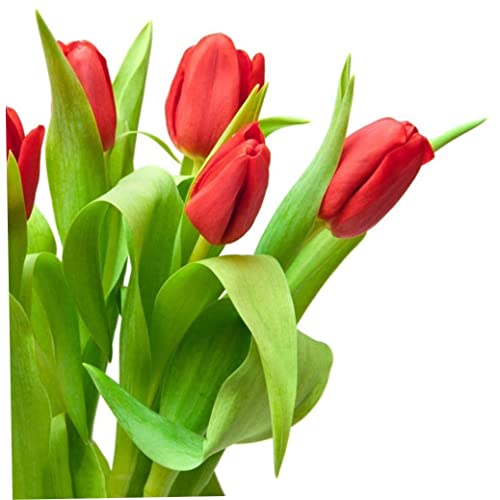 20 bulbo di tulipano, bulbi di tulipano perenni rosso luminoso puro, fiori rossi come nuvole al tramonto, impressione rossa, ornamenti per decorazione della casa - Image 6