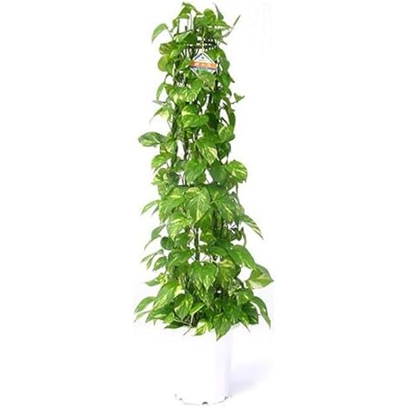 半価特売 白陶器鉢カバー付 ポトス10号鉢 タワー仕立て 日本特価 Mascontal Com Br