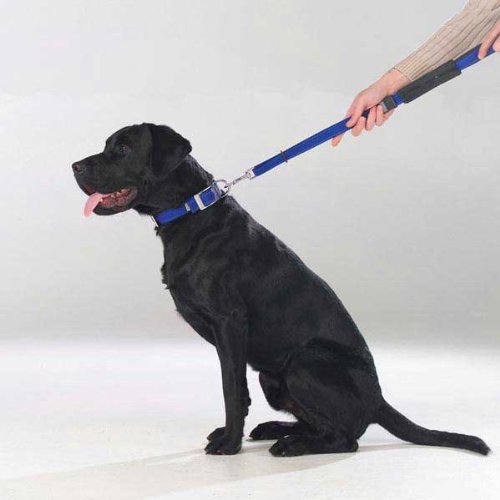 Petedge ZX6200 19 PatentoPet Stadt Leash Kurz Blau