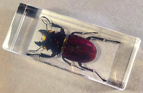 Image of 4.3 inch Real Stag Beetle (Female) in Crystal Clear Lucite Resin Specimen Preserved Insect Bugs Taxidermy Paperweight Crafts Collection for Biology Science Education & Desk Ornament Display Supplies
