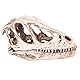 Culnflun Dinosaurier-Schädel-Modell,Realistisches Kunstharz Bastelation Tierschädel-Modell Kunsthandwerk Tyrannosaurier Totenkopf Geschenke Heimbüro-ation Fossilien Lehr-Requisite