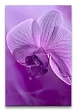 Paul Sinus 60x90cm Wandbild Orchidee – Sanfte Eleganz – 