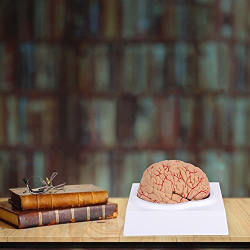 Scicalife Display Modelo de Cérebro Com Artérias Humanas para a Ciência Estudo Em Sala de Aula de En