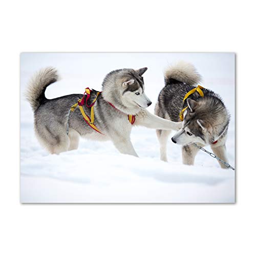 Crédence de cuisine en verre trempé 100x70cm premium motif husky