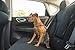PetSafe 3 in 1 Dog Harness - No Pull Solution for Dogs - Reflective Dog Harness - Front D-Ring Clip Helps Stop Pulling - Comfortable Padded Straps - Top Handle Enhances Control - Plum - Extra Small