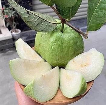 NEW DEBNATH NURSERY,Alltime Seedless Japanese Sweet White Diamond Guava Fruit Amrud Grafted Live Plant A1 (B0D2M5NHYW) Amazon Price History, Amazon Price Tracker