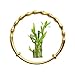 Lyoveu Delicate Gold-Plated Lucky Bamboo Bracelet,Adjustable Push-Pull Design Bamboo Chain Bangles,Gold Plated Lucky Bamboo Bracelet, with Lucky Bamboo Ring, for Mom Daughter Gift Birthday Gift