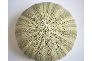 Sea Shell Wall Art Print