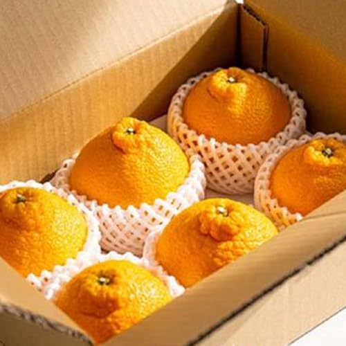 [先行予約]不知火 秀品大玉 6個入 (約2kg) 樹上完熟[KT2]