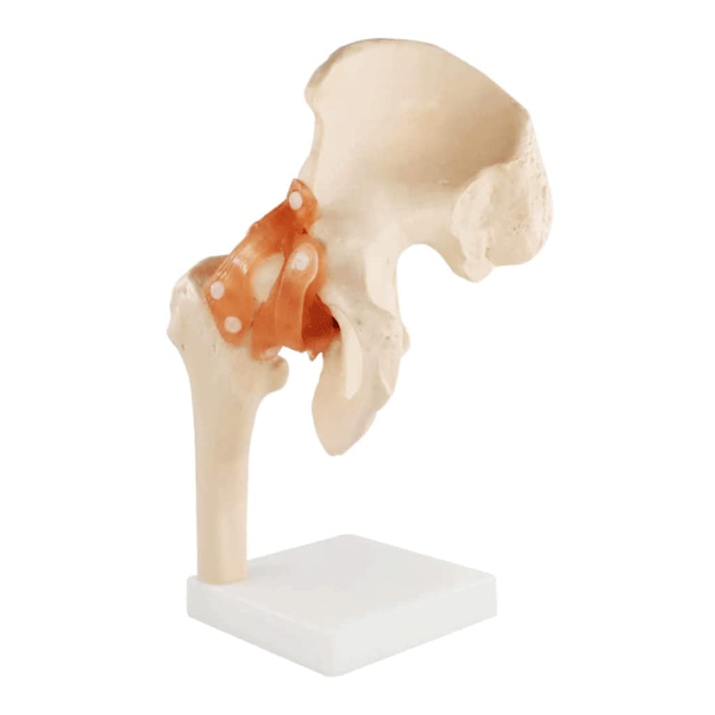 GTHTUHFD Skeleton Model Human Ligament Hip Model Human Organ Model Pvc Material Human Body Model With Base Human Anatomy Model For Educational Tool