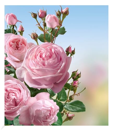 BALDUR Garten Delbard® Kletterrosen 'Nahéma®', 1 Pflanze, Duftrose, rosettenförmige rosa Duftblüten, blühend bis zum Frost, winterhart, mehrjährig, Rosa Hybride