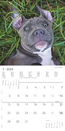 Funny Dogs 2024 - Broschürenkalender 30x30 cm (30x60 geöffnet) - Kalender mit Platz für Notizen - Hunde - Bildkalender - Wandkalender - Hundekalender