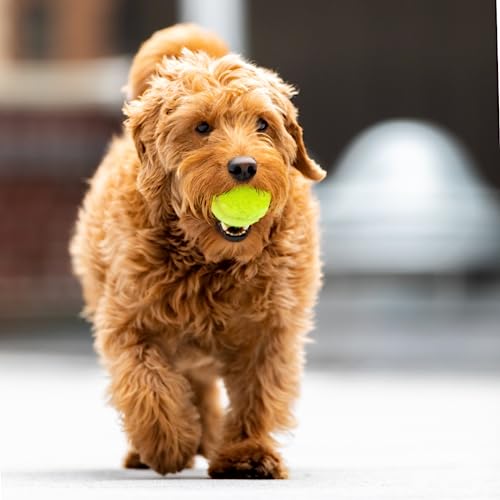 Big Game Hunters Hunde-Tennisball, doppelt stark, unzerstörbar, ideal für Aggressive Kauer, 20 Stück
