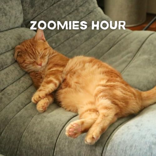 #048 猫の日・後半戦大報告会