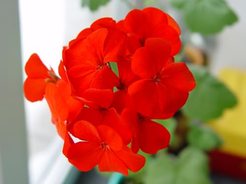 Just Seed - Flower - Geranium - Sprint Red F2-10 Seed