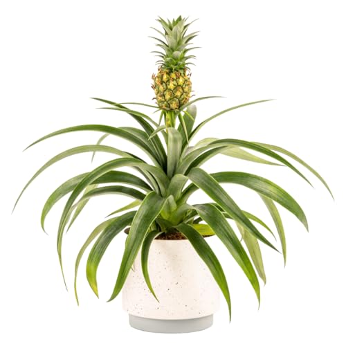 Pineapple Plant - Fresh Plants Perfect for Mothers Day, Mum, Grandma, Birthday, Anniversary, Thank You and Special Occassions – Indoor/Outdoor Tropical Plant (Mothers Day)