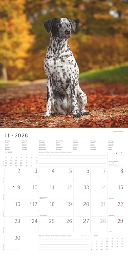 Alpha Edition - Hunde Kalender 2026 – Wandkalender 30x30 cm für Hundeliebhaber – 6-sprachiges Kalendarium mit Feiertagen & Ferienterminen, Monatsübersichten & viel Platz für Notizen, Ringbindung: Dogs