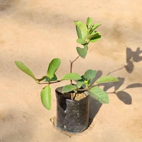 NATURE GARDEN Plants Best Nursery Amrood/Guava in 5 Inch Plant Nursery bag | Indoor Plant, Low Maintenance, Air Purifying, Ceramic Pot Included, Tabletop Size-picture-11