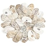 TaoQ C 30 Stück Austernmuscheln 5,1 cm - 7,6 cm kleine Austernmuscheln natürliche Austernmuscheln zum Basteln, Strand-Mottoparty, Aquarium- und Vasenfüller, Heimdekoration