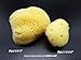 Natural Sea Silk Sponges 12pk: Size 9pc x1.5-2.5