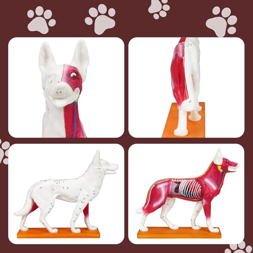Simedutech Dog Anatomy Model with Acupuncture Points - Veterinary Teaching Tool, Detailed PVC Organ Model for Acupuncture, Moxibustion & Vet Training