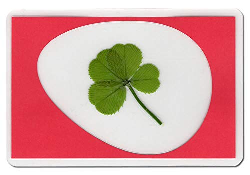 KIN-HEBI Quadrifoglio Vero a Quadrifoglio, conservato, in cartoncino Laminato, Immagine da Taglio Uovo Fortunato, 9 x 6 cm (Versione Rossa)