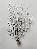 Authentic Black Sea Fan Coral 7-9+ inches Ornament Coral Decoration - Ideal for Aquariums & Opae Ula Habitats