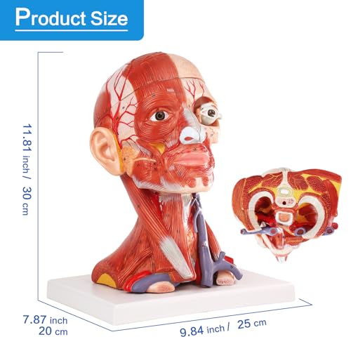 Image of 2026 New 10 Parts Life Size Human Head and Neck W /Brain Model, Numbered Anatomical Head and Neck Muscle with Vessels Nerves and Brain Model for for Medical Teaching Science Learning Education Tool