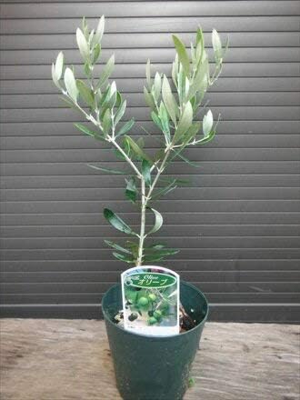 Amazon オリーブ苗木 アルベキナ アーベキーナ 全長 30cm前後 植木