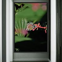 Framed Canvas Wall Art Reptile Contemporary Dramatic Hallway Iguana Multicolor Photography Reptiles - 16x24 inches