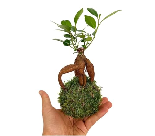 Garden Center shop | Kokedama Micro Ficus Ginseng 10 cm | Bonsái sin maceta – regalo zen y decoración de interior | Planta natural minimalista