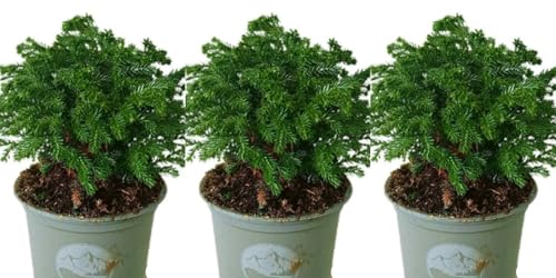 Pack de 3 Plantas Chamaecyparis Pisifera,10-15 cm. Ciprés falso de Sawara. Ciprés ornamental de interior con follaje fino, plumoso y de color verde. Segura Garden.