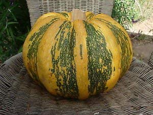 25 semi di Tonda Padana zucca - Cucurbita Maxima