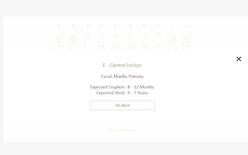 Dental Chart
