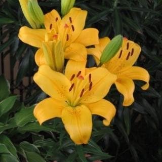 Amazon Co Jp ｌａユリ イエローダイアモンド ２球入 Diy 工具 ガーデン