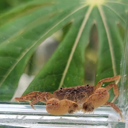 Quinn's Fins Pom Pom Crab - Ptychognathus...
