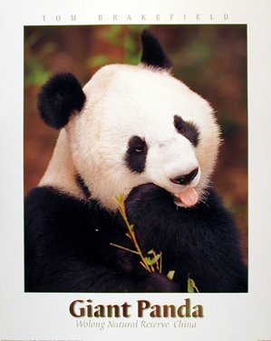 Amazon.co.jp: ジャイアントパンダ 熊 動物 竹 野生動物 壁装飾 アート