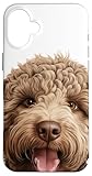 Cane cucciolo di razza Lagotto Romagnolo - Dogs