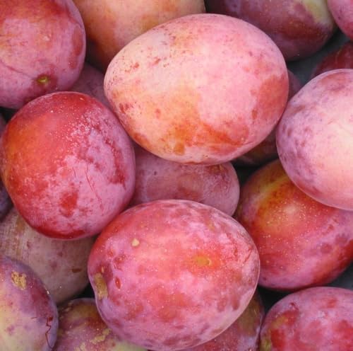 Direct Plants Plums Victoria Fruit Tree 6ft Tall Supplied in a 12 Litre Pot