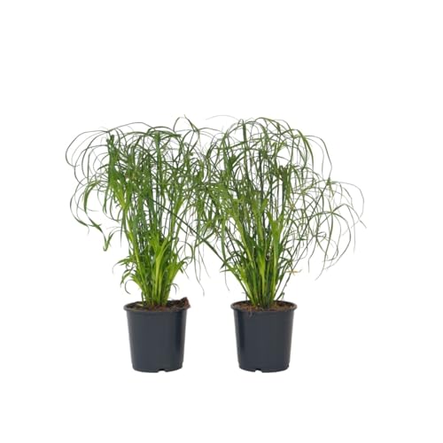 Plant in a Box - Cyperus alternifolius - 2er Set - Schirmbinse - Gartenpflanze - Topf 14cm - Höhe 40-50cm