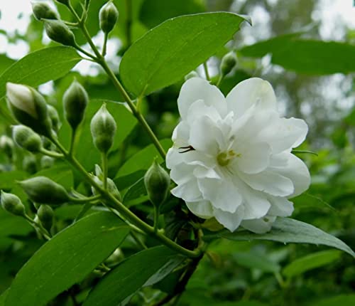 100+ Jasmine Flower Seeds For Planting #TOP1