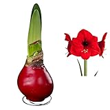 Pflanzen Kölle Gewachste Mini-Amaryllis, rote Blüte, Dekor 'Gloss Rot'