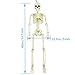 XONOR 16” Posable Halloween Skeleton- Full Body Halloween Skeleton with Movable Joints for Haunted House Props Decorations (1pc)