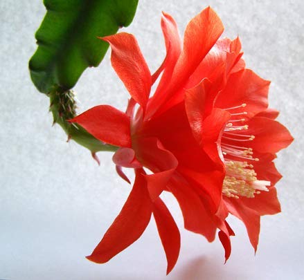 Kolkata Orchid Online RARE Epiphyllum RED Jungle Cactus Orchid Plants, Exotic House Plant, 1 ROOTED Plant + POT, Flower Plant
