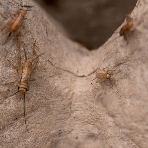 Comida Tortugas Terrestres Komodo Marca Ant Dimension