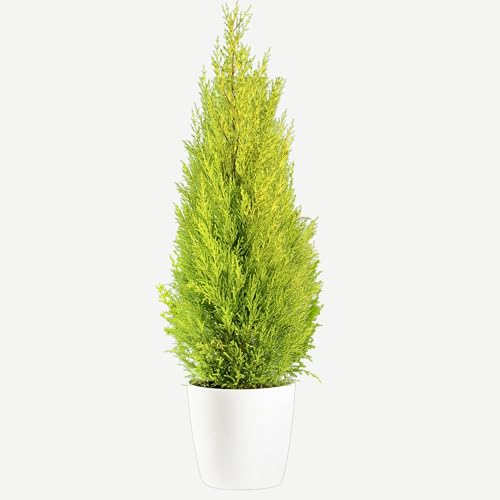 Live Lemon Cypress Tree - Perfect Christmas Decorations - Tabletop Decor, Easy to Grow Air Purifying Indoor House Plants - Live Tree Plant for Home, Office & Giftable (18' Height)(Heat Pack Included)